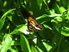 Adelpha syma