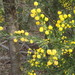 Acacia × tristis - Photo (c) Ralph Foster,  זכויות יוצרים חלקיות (CC BY-NC), הועלה על ידי Ralph Foster