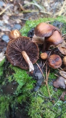 Kuehneromyces lignicola
