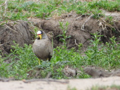 Vanellus senegallus