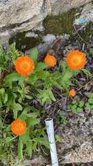 Calendula