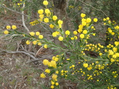 Acacia × tristis
