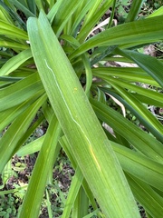 Ophiomyia kwansonis