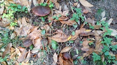 Neoboletus erythropus