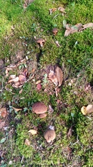 Neoboletus erythropus