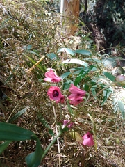Bomarea salsilla