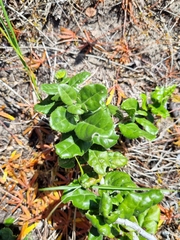 Mystroxylon aethiopicum