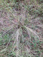 Eragrostis