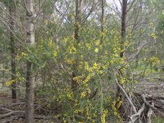 Acacia × tristis