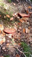Neoboletus erythropus