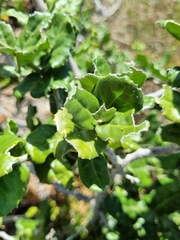 Mystroxylon aethiopicum