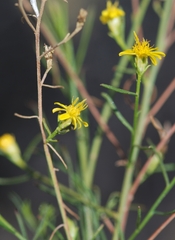 Gutierrezia californica