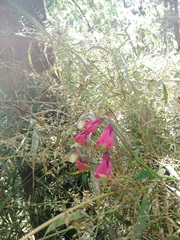Bomarea salsilla