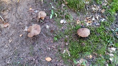 Neoboletus erythropus