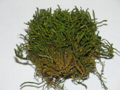 Anomodon viticulosus