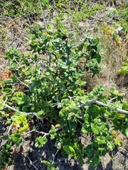 Mystroxylon aethiopicum