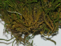 Anomodon viticulosus