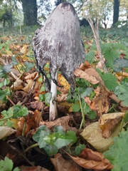 Coprinus comatus