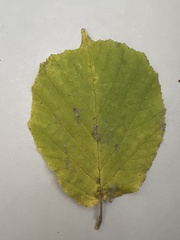 Corylus avellana