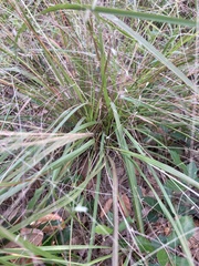 Eragrostis