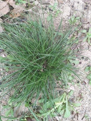 Carex divulsa