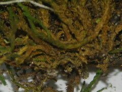 Anomodon viticulosus