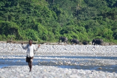 Elephas maximus indicus
