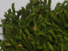 Anomodon viticulosus