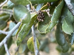 Callirhytis serricornis