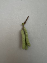 Corylus avellana