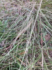 Eragrostis