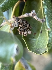 Callirhytis serricornis