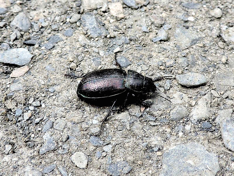 Zabrus aurichalceus