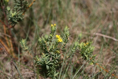 Gnidia styphelioides