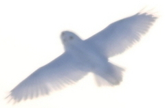 Bubo scandiacus