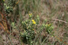 Gnidia styphelioides