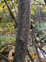 Corylus avellana