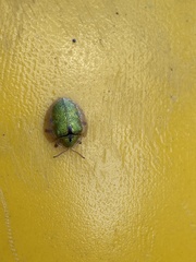 Eurypepla calochroma