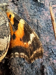 Nymphalis xanthomelas