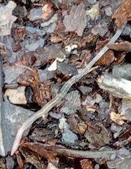 Enchytraeidae