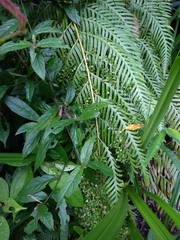 Woodwardia prolifera