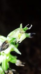 Epipactis