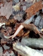 Enchytraeidae