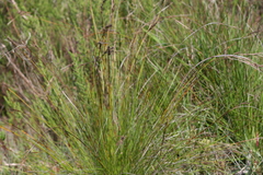 Schoenus australis