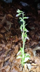 Epipactis
