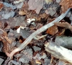 Enchytraeidae