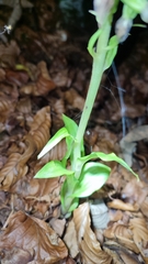 Epipactis