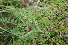 Pedicularis sylvatica
