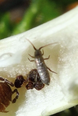 Tomocerinae