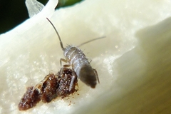 Tomocerinae